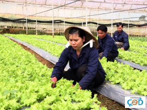 Thanh lap doanh nghiep linh vuc nong nghiep